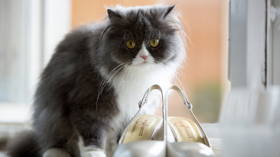 hochzeitsfotografie berlin katze